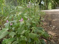 Galeopsis pubescens 8, Zachte hennepnetel, Saxifraga-Rutger Barendse