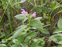 Galeopsis pubescens 9, Zachte hennepnetel, Saxifraga-Rutger Barendse
