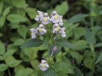 Galeopsis segetum 11, Bleekgele hennepnetel, Saxifraga-Peter Meininger