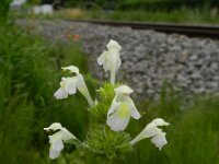 Galeopsis segetum 13, Bleekgele hennepnetel, Saxifraga-Rutger Barendse