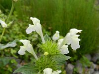 Galeopsis segetum 14, Bleekgele hennepnetel, Saxifraga-Rutger Barendse
