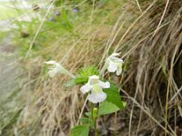 Galeopsis segetum 18, Bleekgele hennepnetel, Saxifraga-Rutger Barendse