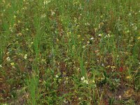 Galeopsis segetum 22, Bleekgele hennepnetel, Saxifraga-Hans Boll