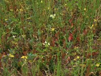 Galeopsis segetum 24, Bleekgele hennepnetel, Saxifraga-Hans Boll
