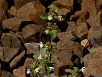 Galeopsis segetum 25, Bleekgele hennepnetel, Saxifraga-Ed Stikvoort