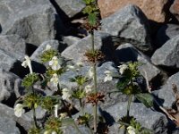 Galeopsis segetum 26, Bleekgele hennepnetel, Saxifraga-Ed Stikvoort