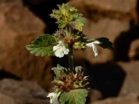 Galeopsis segetum 27, Bleekgele hennepnetel, Saxifraga-Ed Stikvoort