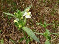 Galeopsis segetum 28, Bleekgele hennepnetel, Saxifraga-Hans Grotenhuis