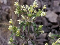 Galeopsis segetum 3, Bleekgele hennepnetel, Saxifraga-Piet Zomerdijk