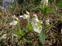 Galeopsis segetum 34, Bleekgele hennepnetel, Saxifraga-Hans Grotenhuis