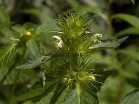 Galeopsis tetrahit 10, Gewone hennepnetel, Saxifraga-Willem van Kruijsbergen