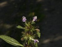 Galeopsis tetrahit 16, Gewone hennepnetel, Saxifraga-Jan van der Straaten
