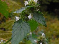 Galeopsis tetrahit 17, Gewone hennepnetel, Saxifraga-Ed Stikvoort