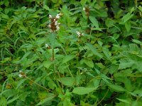 Galeopsis tetrahit 21, Gewone hennepnetel, Saxifraga-Ed Stikvoort