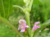 Galeopsis tetrahit 22, Gewone hennepnetel, Saxifraga-Rutger Barendse