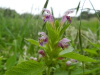 Galeopsis tetrahit 24, Gewone hennepnetel, Saxifraga-Rutger Barendse