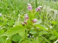 Galeopsis tetrahit 25, Gewone hennepnetel, Saxifraga-Rutger Barendse