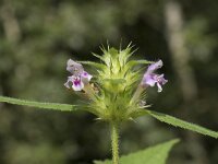 Galeopsis tetrahit 29, Gewone hennepnetel, Saxifraga-Willem van Kruijsbergen