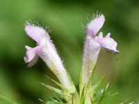 Galeopsis tetrahit 33, Gewone hennepnetel, Saxifraga-Sonja Bouwman  Gewone hennepnetel - Galeopsis tetrahit - Lamiaceae familie