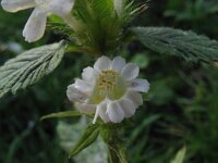 Galeopsis tetrahit 6, Gewone hennepnetel, Saxifraga-Rutger Barendse