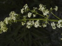 Galium album ssp album 2, Saxifraga-Marijke Verhagen