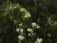 Galium album ssp album 6, Saxifraga-Marijke Verhagen