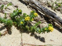 Galium arenarium 2, Saxifraga-Rutger Barendse