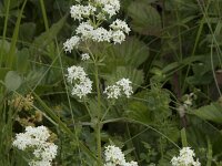 Galium boreale 15, Noords walstro, Saxifraga-Willem van Kruijsbergen