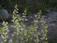Galium corrudifolium 2, Saxifraga-Jasenka Topic