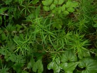 Galium glaucum 2, Saxifraga-Rutger Barendse