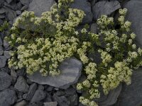 Galium megalospermum 2, Saxifraga-Willem van Kruijsbergen