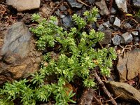 Galium megalospermum 4, Saxifraga-Ed Stikvoort
