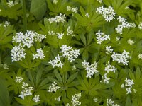 Galium odoratum 10, Lievevrouwebedstro, Saxifraga-Jan van der Straaten