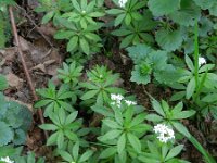 Galium odoratum 14, Lievevrouwebedstro, Saxifraga-Rutger Barendse