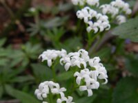 Galium odoratum 15, Lievevrouwebedstro, Saxifraga-Rutger Barendse