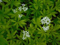 Galium odoratum 16, Lievevrouwebedstro, Saxifraga-Ed Stikvoort