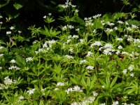 Galium odoratum 22, Lievevrouwebedstro, Saxifraga-Rutger Barendse