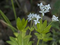 Galium odoratum 29, Lieve vrouwe bedstro, Saxifraga-Jan van der Straaten
