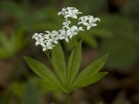 Galium odoratum 3, Lievevrouwebedstro, Saxifraga-Willem van Kruijsbergen