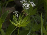 Galium odoratum 33, Lieve vrouwe bedstro, Saxifraga-Jan van der Straaten
