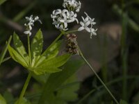 Galium odoratum 34, Lieve vrouwe bedstro, Saxifraga-Jan van der Straaten