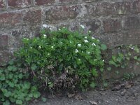 Galium odoratum 5, Lievevrouwebedstro, Saxifraga-Rutger Barendse