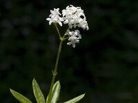 Galium odoratum 8, Lievevrouwebedstro, Saxifraga-Jan van der Straaten