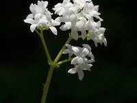 Galium odoratum 9, Lievevrouwebedstro, Saxifraga-Jan van der Straaten