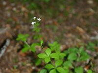 Galium rotundifolium 3, Saxifraga-Dirk Hilbers