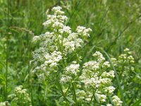 Galium rubioides 2, Saxifraga-Jasenka Topic
