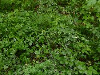 Galium sylvaticum 11, Boswalstro, Saxifraga-Ed Stikvoort