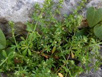 Galium verrucosum ssp verrucosum 4, Saxifraga-Ed Stikvoort