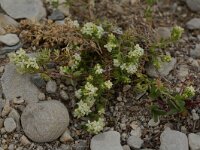 Galium x carmineum 2, Saxifraga-Willem van Kruijsbergen