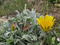 Gazania rigens 2, Saxifraga-Rutger Barendse